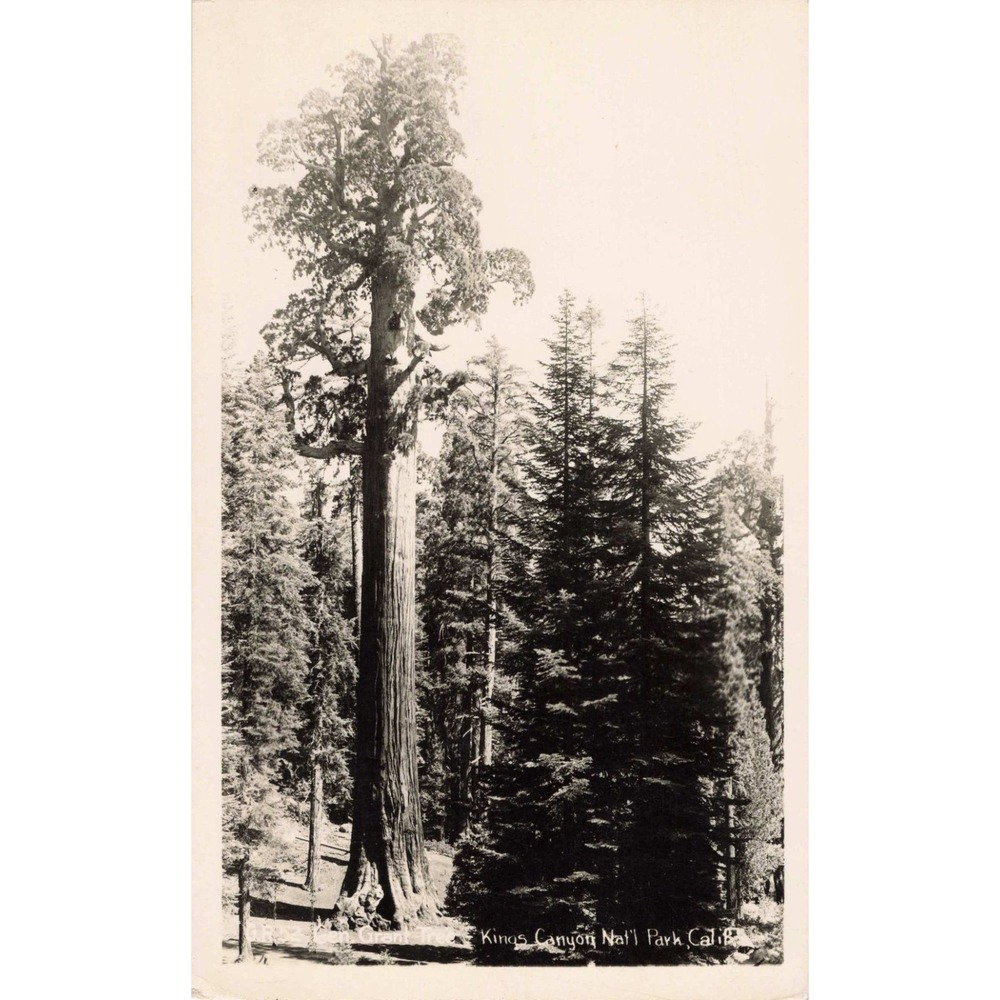 RPPC General Grant Tree Kings Canyon National Park California CA Real Photo 1949